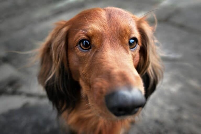 Wie sehen Hunde? | Gesundheit und Pflege von Hunden | Pet Yolo