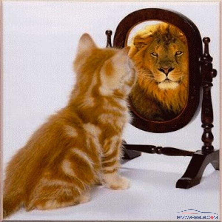 Tigers  narcissism