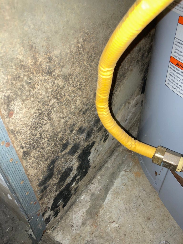 Should I Buy A Home That Has Mold? by Kingsley Restoration Medium