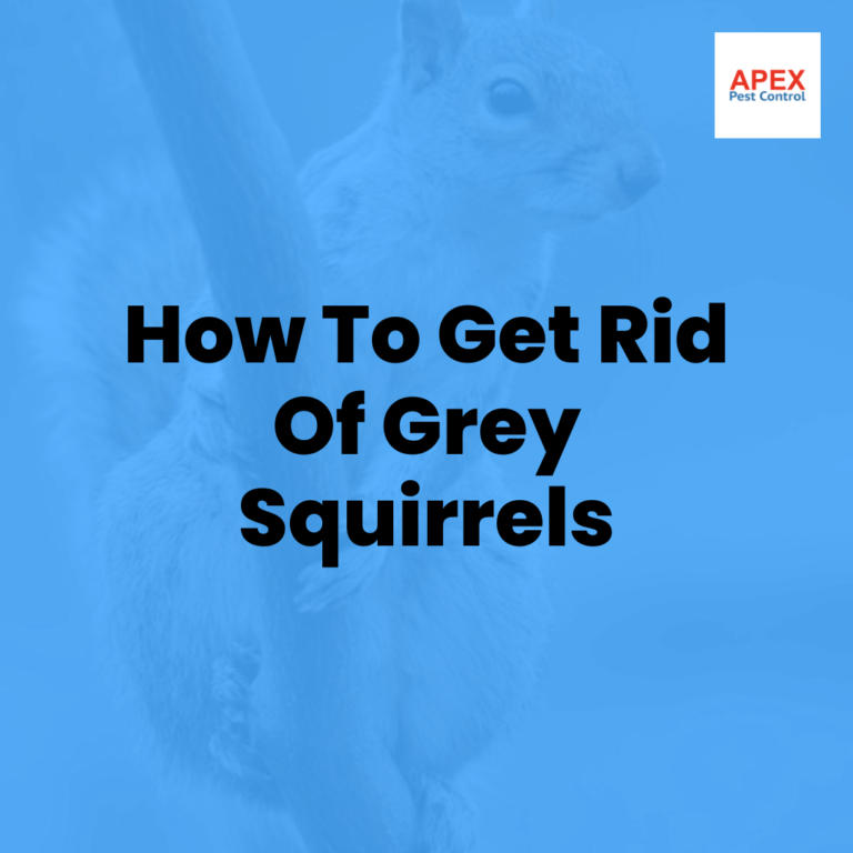 How To Get Rid Of Grey Squirrels. How Can You Eliminate Grey Squirrels… by Apex Pest Control