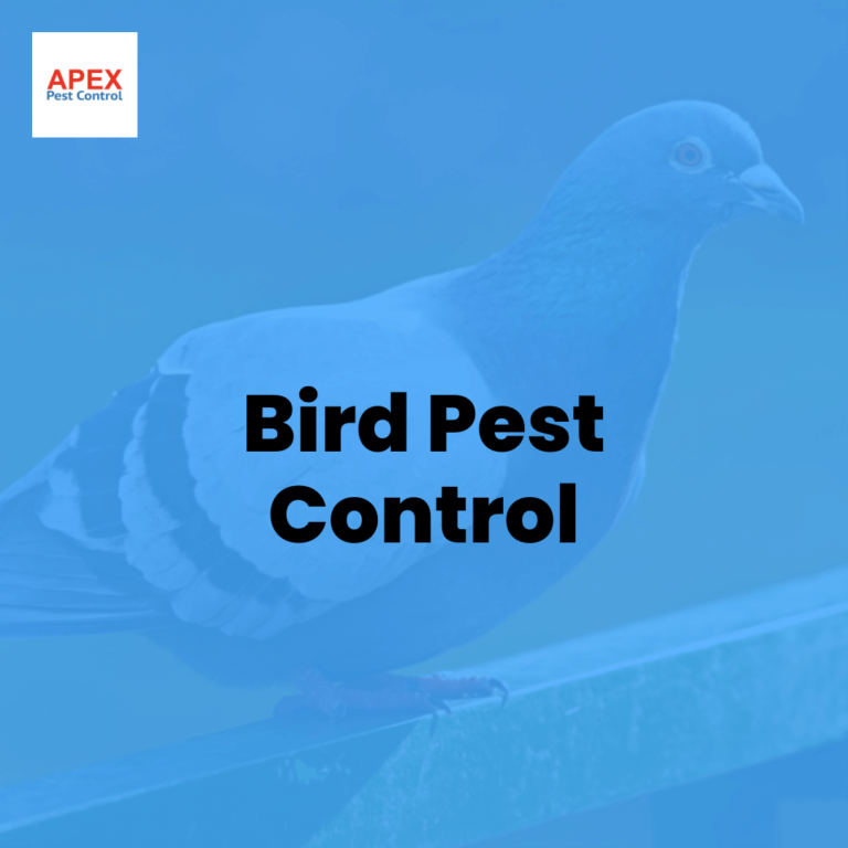 Bird Pest Control. Feathered Foes A Definitive Guide to… by Apex Pest Control Aug, 2023
