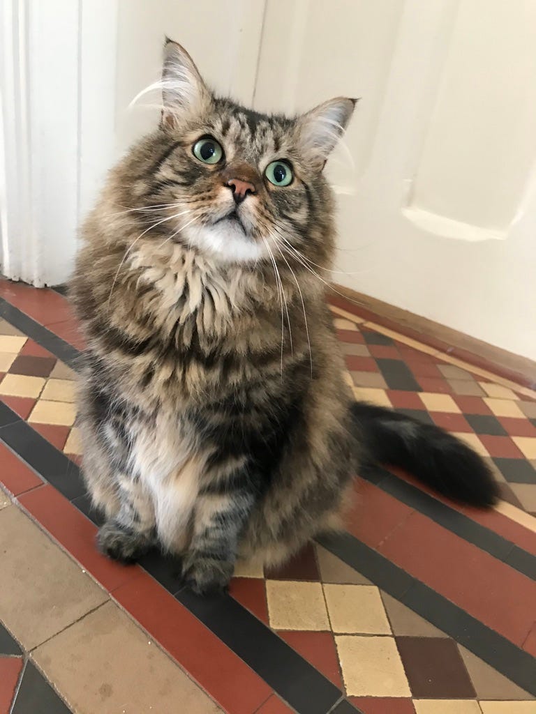 My cat is not a pet. Recently asked about my “pets” this… | by Ashley  Coates | Medium