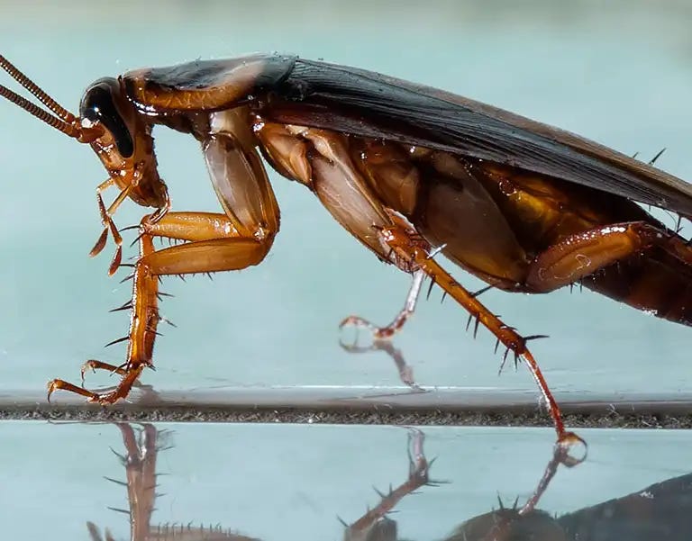 Cockroaches: Nature’s Tiny Survivors That Have Outlived Dinosaurs