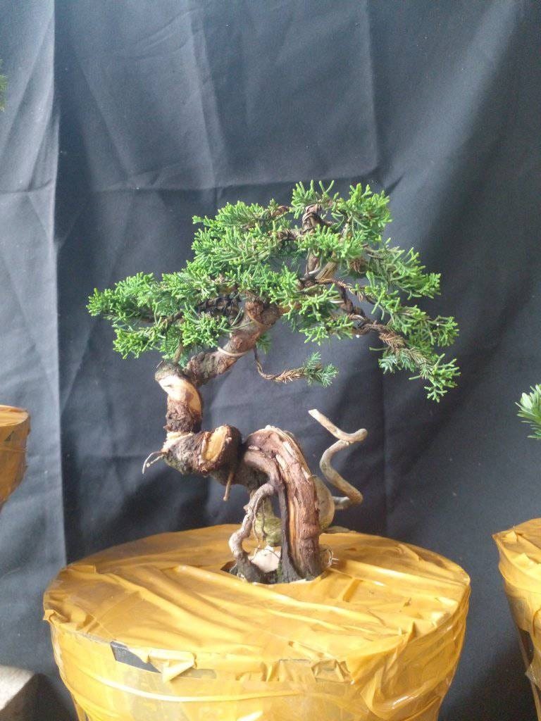 Dari Tanah ke Layar: Menjelajah Dunia Penjualan Tanaman Hias Online