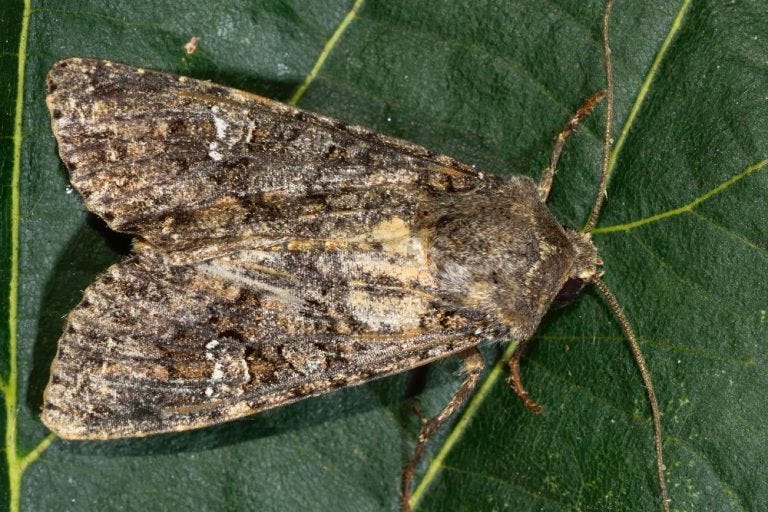 HOW TO GET RID OF CABBAGE MOTHS. The cabbage moth is one of the most