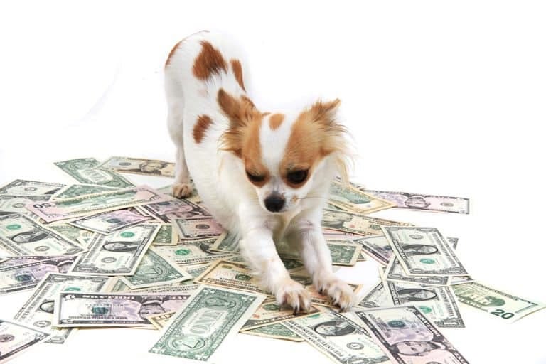 World’s Richest Dog Celebrities. Dogs are known as man’s best friends