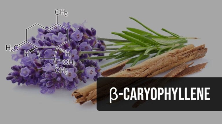 Why Beta-Caryophyllene Is Gaining Attention in Natural Health