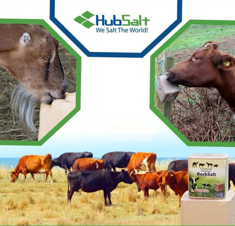 Salt for Every Season Keeping Animals Healthy YearRound