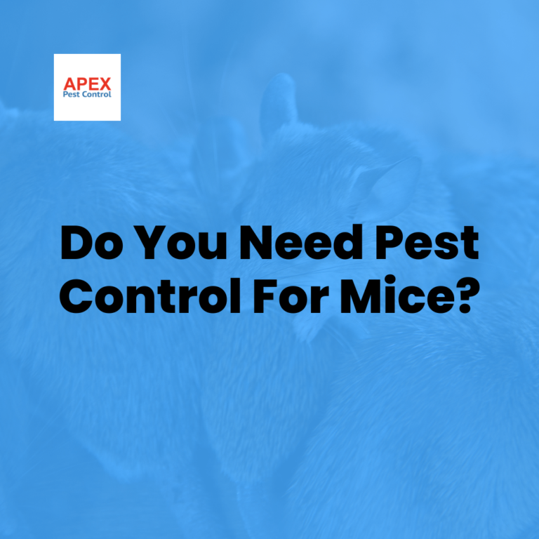 Pest Control Mice. Who Needs Pest Control for Mice? by Apex Pest