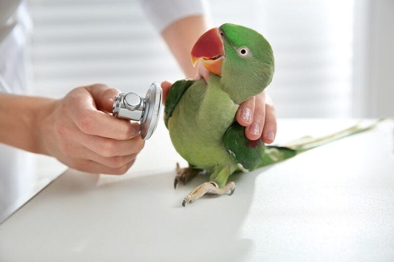 Common Health Problems in Birds. A Guide to the Symptoms, Causes, and