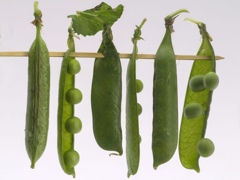 How To Fertilize Peas — The Process by Charles Harris Medium