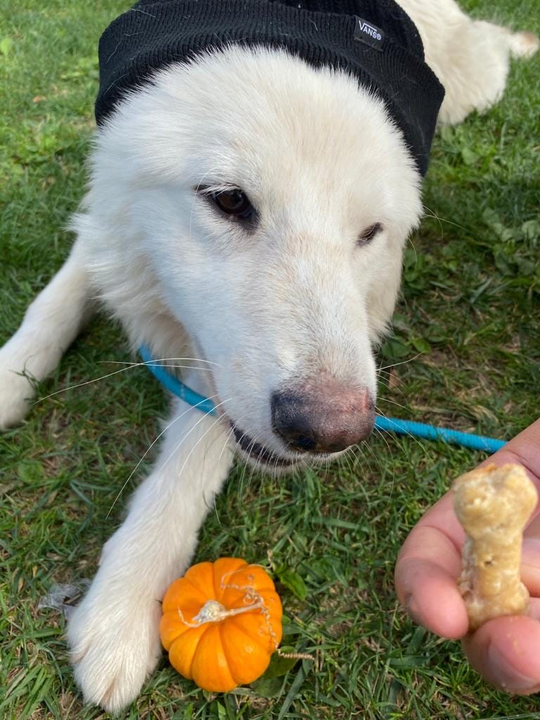 Advantages and Disadvantages to Having A Dog or Cat by NIBBS CLUB