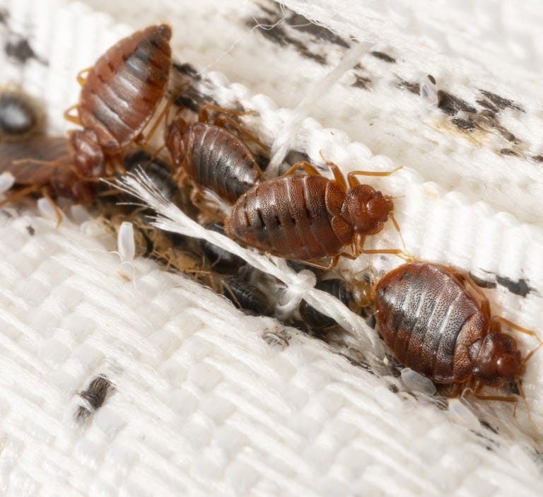 Unraveling the Mystery What Dead Bed Bugs Signify by Rodent Control Chicago Medium