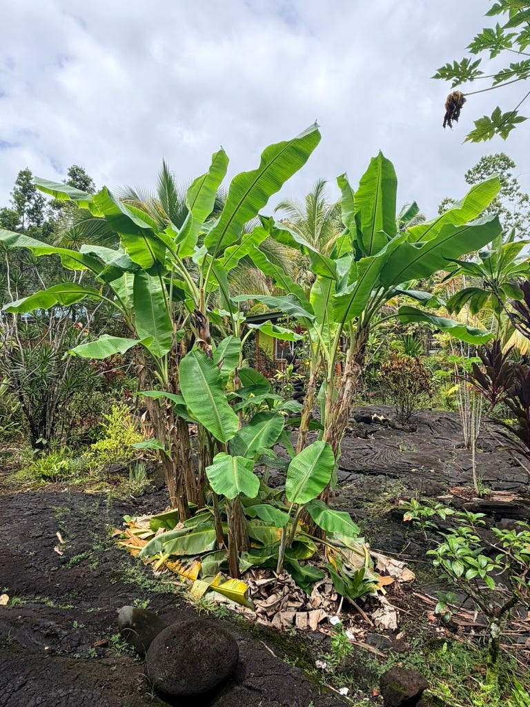 A dwarf banana patch in my garden (photo Tam Hunt)