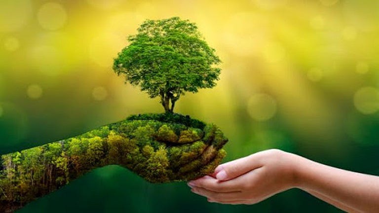 Seis acciones para proteger al medio ambiente | by La Libélula México