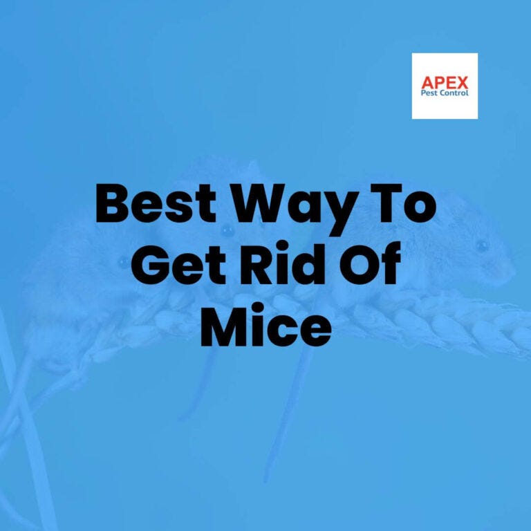 Best Way To Get Rid Of Mice. What Are Best Ways Professionals Use to