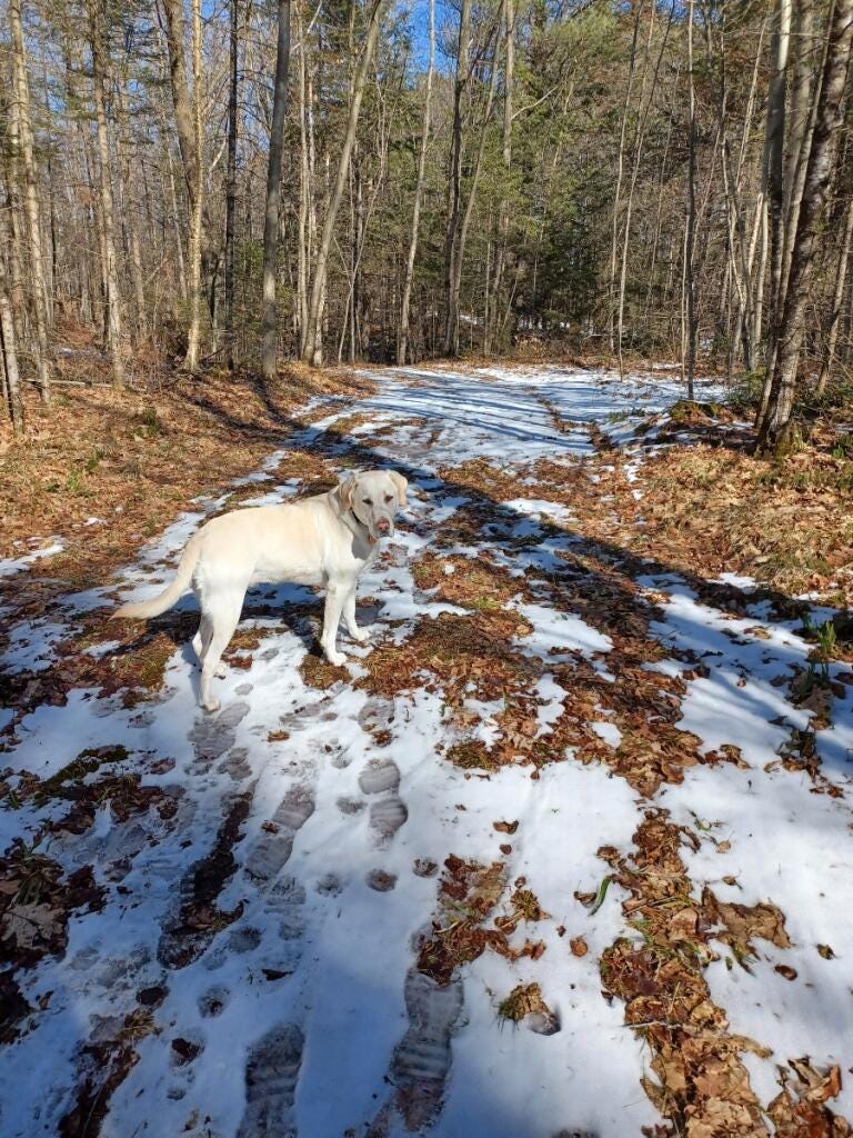 Molly in the snow. © Carol Labuzzetta, 2024.
