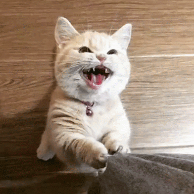 Long Johnson Cat GIF - Cat Meow Minding My Own Business - Discover & Share  GIFs