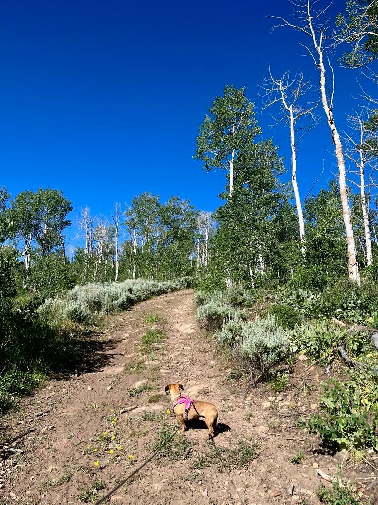Spirit Travel: Thinking of Walden