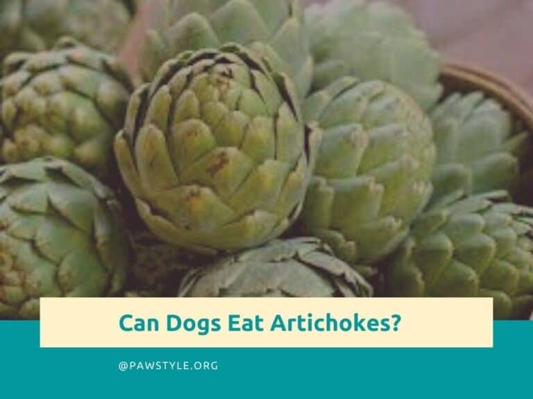 Is it Ok for Dogs To Eat Artichokes? by Mari Lylac Medium