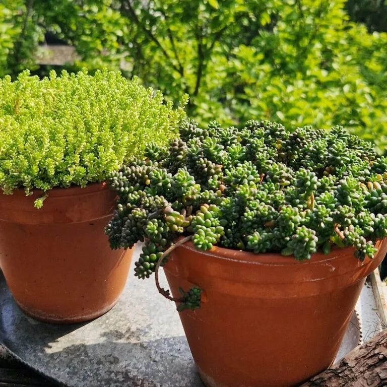 Easy Guide to Growing Colorful Sedum & Stonecrop Ground Covers | by ...