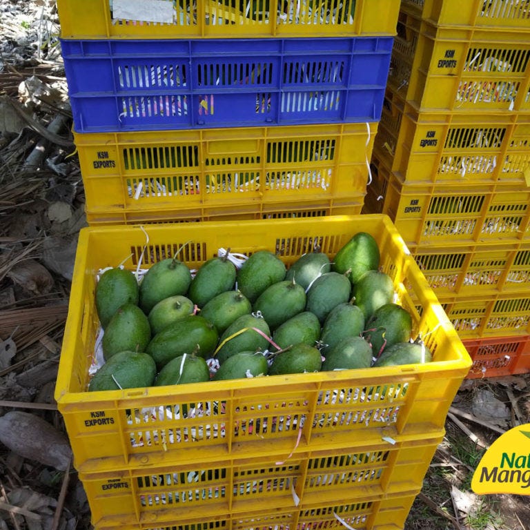 The Difference Between Naturally Ripened Mango and Artificial Mangoes by Natural Mangoes Medium