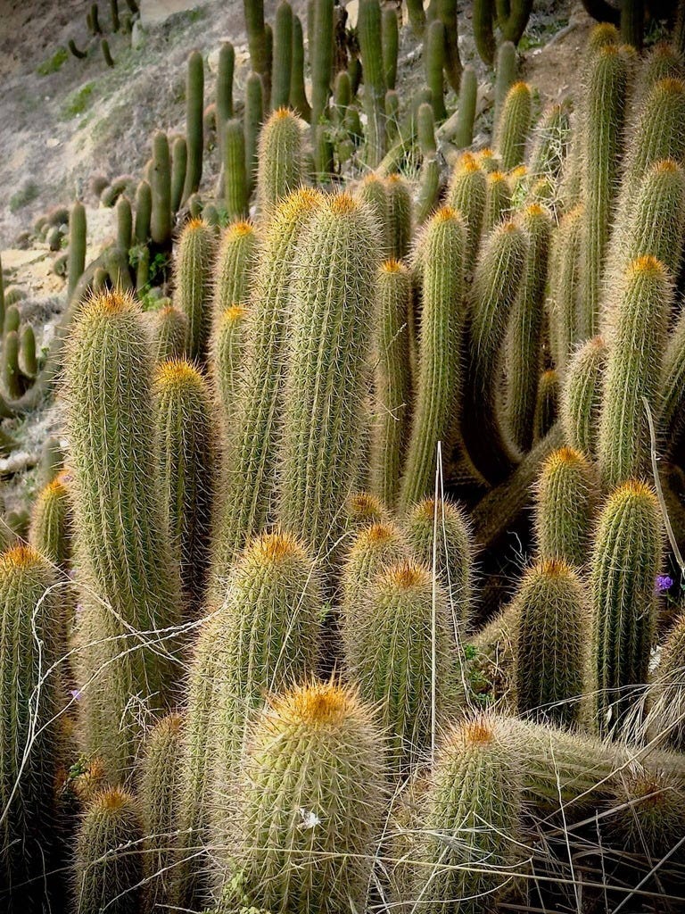 Why Is My Cactus Turning Yellow? Common Causes and How to Fix It