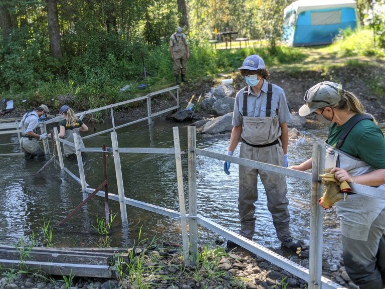 Tracking Fish Movement - Alberta's Native Trout - Medium