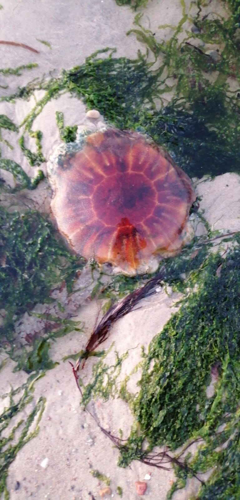 Jellyfish Appreciation Society. How to prevent and deal with Jellyfish