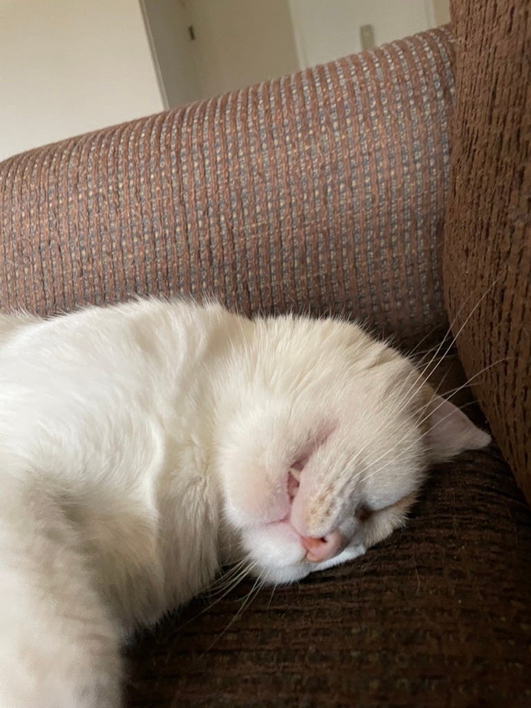 My Cat isn’t Extraordinary. I’ve after being a lifetime cat… by Brian