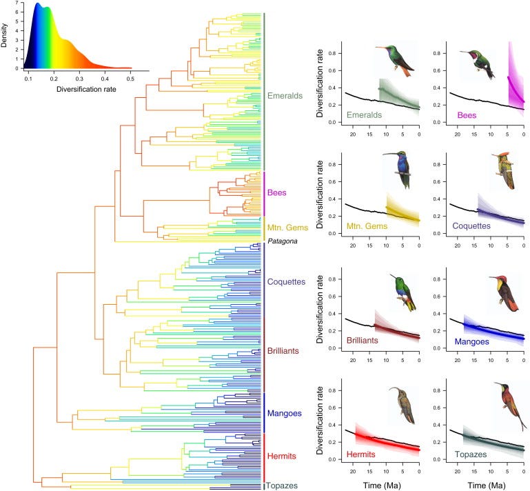 Figure 3. Diversification Rates through Time and among Lineages during the Radiation of Hummingbirds. Phylogeny shows a time-calibrated MCC tree, with branches colored by reconstructed net diversification rates. (doi:10.1016/j.cub.2014.03.016)