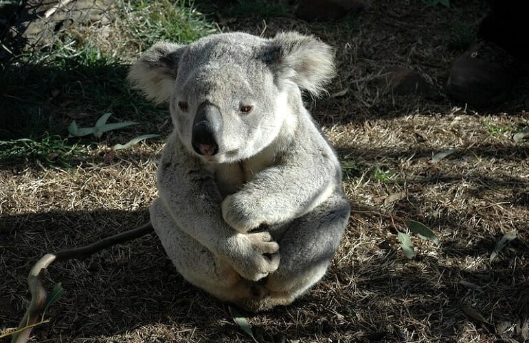 Exotic Animal Vet Near Me Find Expert Care by Emergency Vet Jun