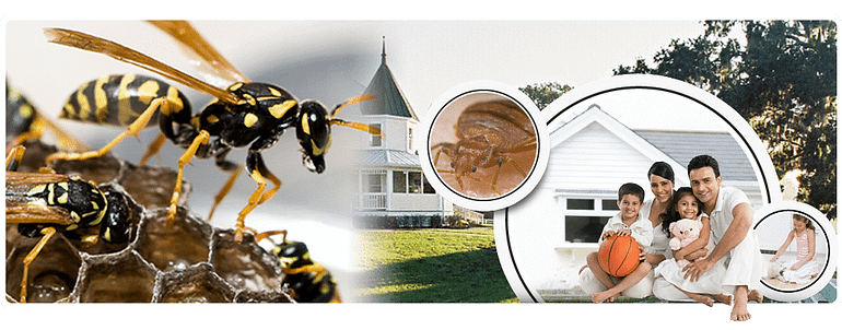 Mastering Scorpion Pest Control: A Complete Guide to Keep Your Home Safe