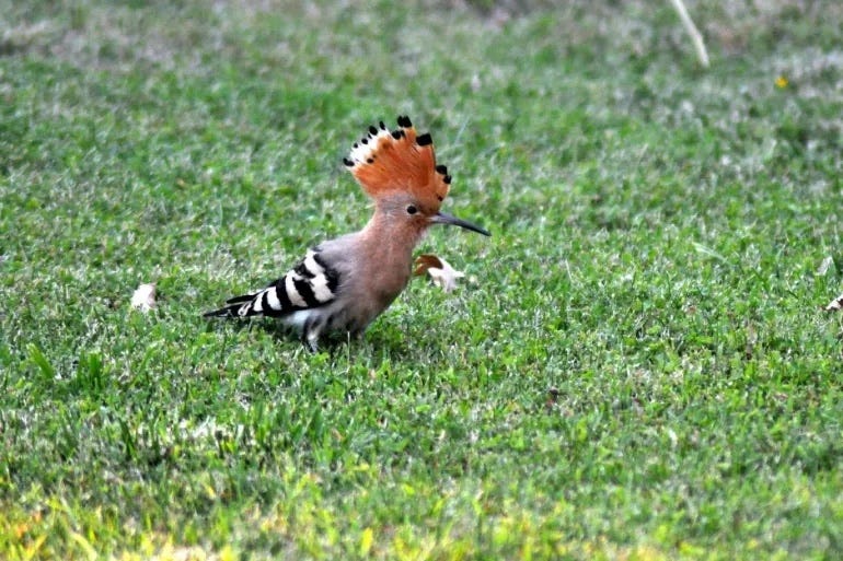 Hoopoe and parrot. Reflections from Quran. by safwan safwan Medium