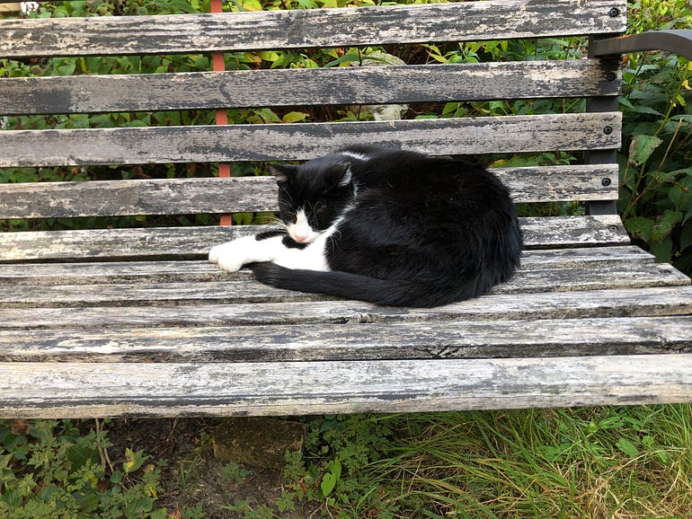 A curled-up Simba on a wooden bench. Simba is a tuxedo cat.