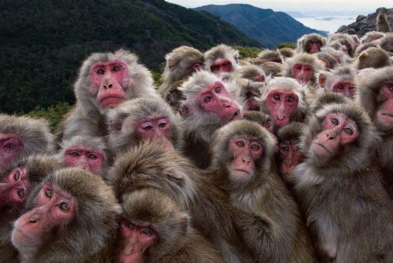 Japanese Monkeys Like To Socialize, Even With Nits To Pick, 56% OFF
