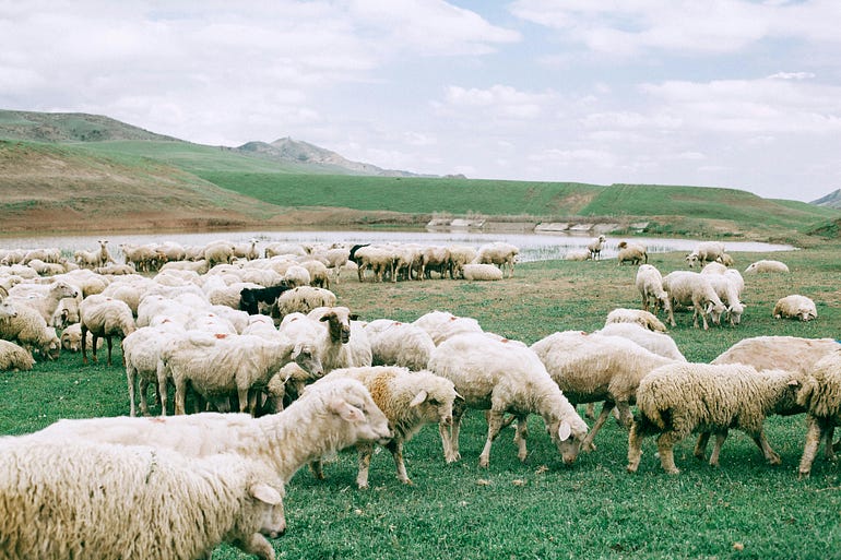 animal feed manufacturers