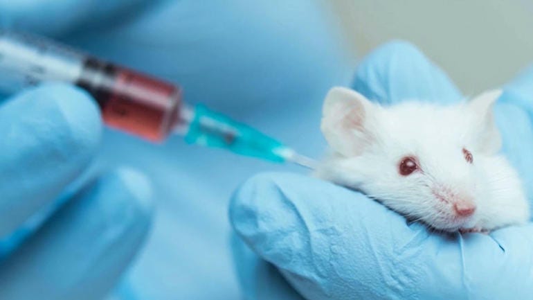 Bad Animal Testing Pictures bad-animal-testing-pictures