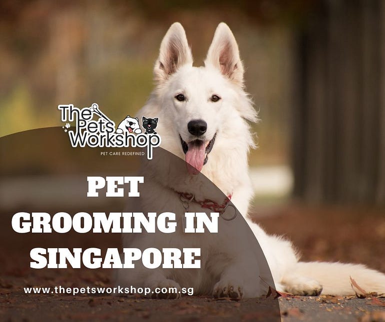 Pet Grooming Singapore: A Journey of Care and Understanding - WriteUpCafe.com