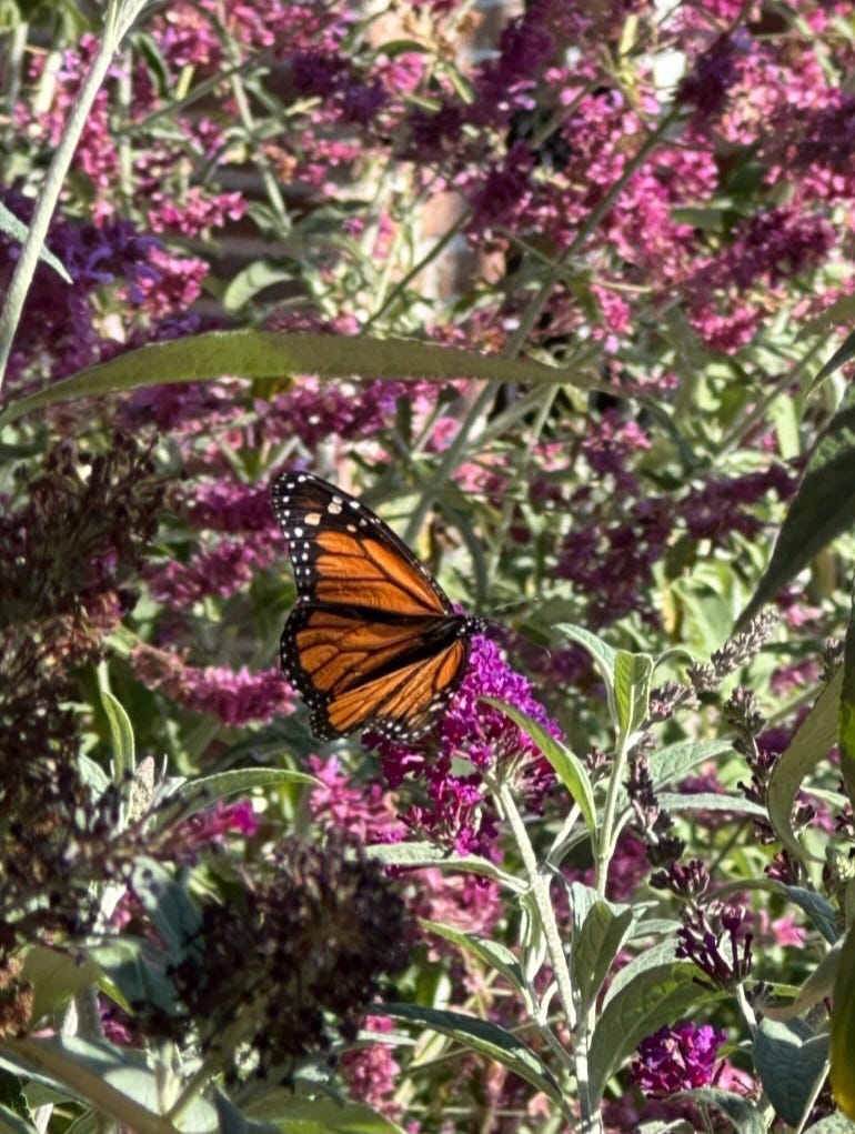 Butterflies