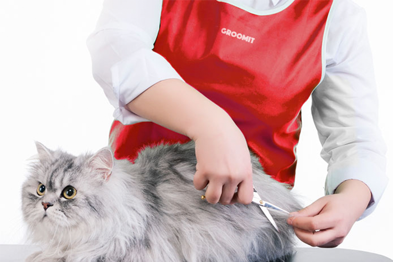 Find professional cat groomer Brooklynpetspa Medium