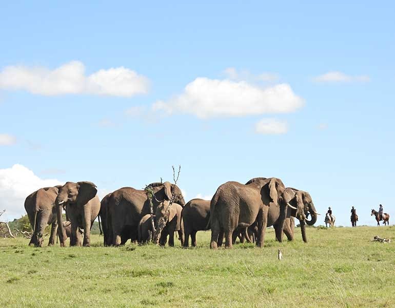 Drunken Elephant Mara: Unleash the Adventure of a Kenyan Safari