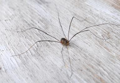 Harvestmen Myth