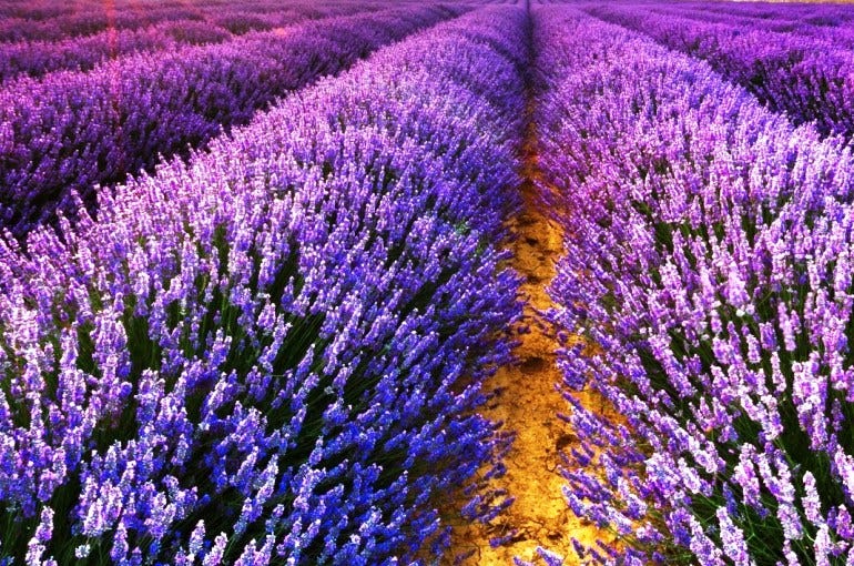 Starting a Lavender Farm. Managing a lavender farm can be a major… by