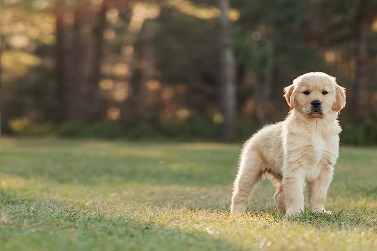 Veterinary clinic Downey CA