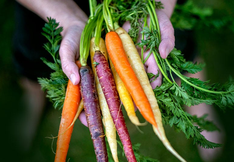 Carrot for beauty. Carrots are a wellknown vegetable that is rich in
