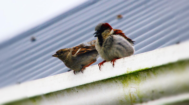 How Birds, Squirrels, and Other Pests Can Damage Your Eavestrough System