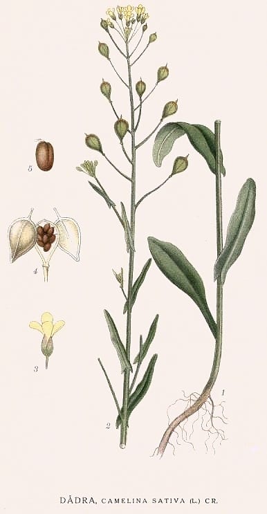 Ancient Gold  Camelina: A Botanical History | by Danielle Herring | Plant  Based Past | Medium