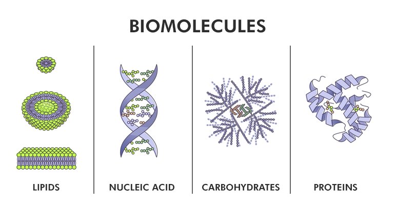 Biomolecules and Our Surroundings