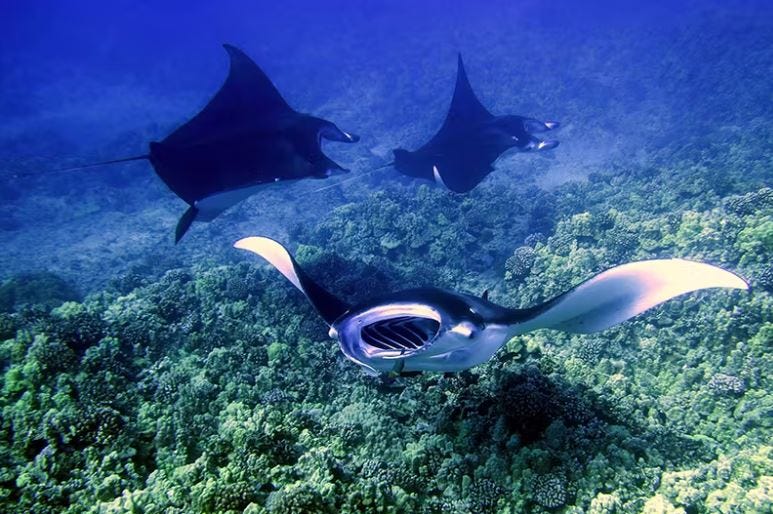 A Comprehensive Guide to Manta Ray Night Snorkeling in Kona by